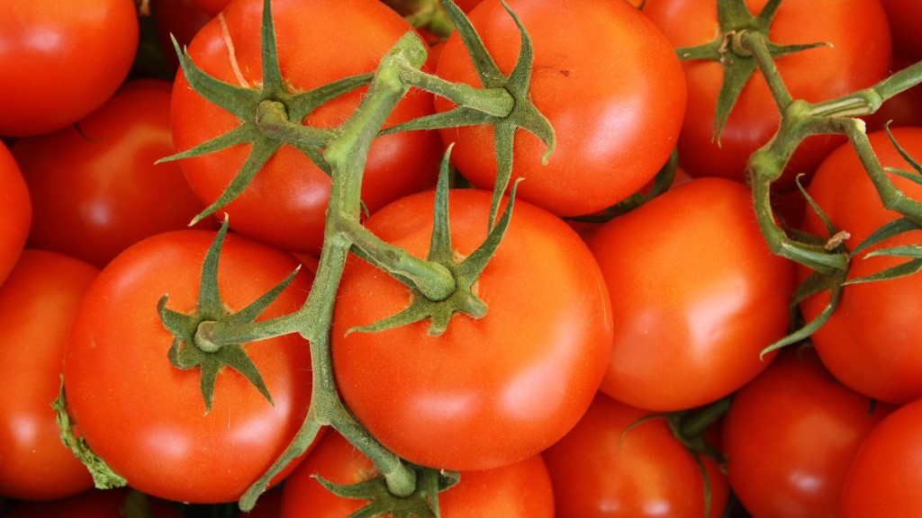Hvor lenge kan du ha ferske tomater i fryseren